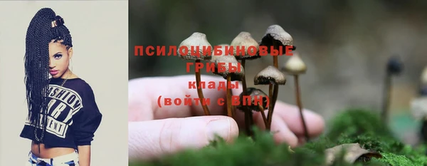 индика Абаза